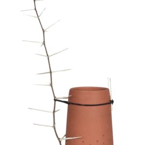 Thorn in my side