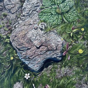 Rocks and Plants